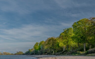 Mischwald in den Hüttener Bergen: Aufforstungsprojekt in Schleswig-Holstein bindet CO₂ und schützt die Ostsee vor Überdüngung.