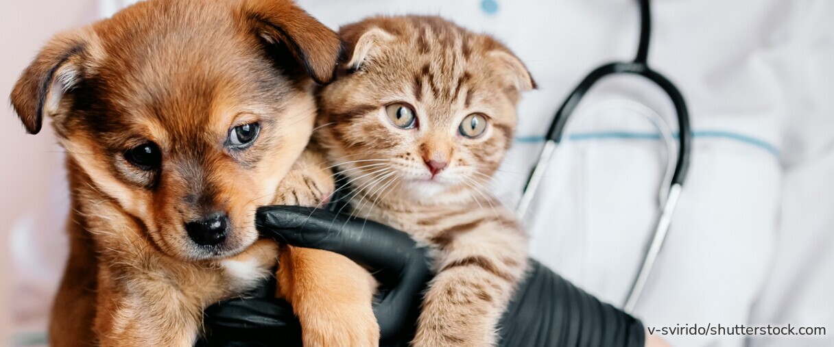 Tierärztin untersucht einen Hund – eine Tierkrankenversicherung schützt Halter vor hohen Behandlungskosten.