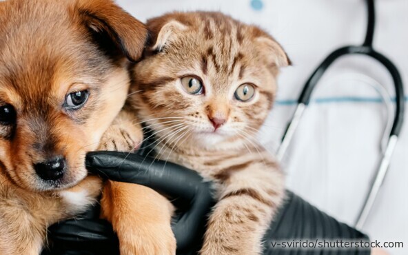 Tierärztin untersucht einen Hund – eine Tierkrankenversicherung schützt Halter vor hohen Behandlungskosten.