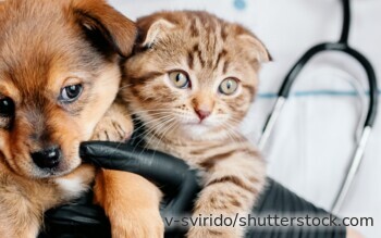 Tierärztin untersucht einen Hund – eine Tierkrankenversicherung schützt Halter vor hohen Behandlungskosten.