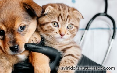 Tierärztin untersucht einen Hund – eine Tierkrankenversicherung schützt Halter vor hohen Behandlungskosten.