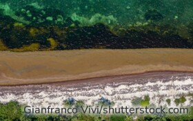 Sargassum-Algen treiben im Meer und gelten als möglicher Ansatz zur CO₂-Entnahme – Fachleute sehen Chancen und Risiken.