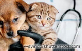 Tierärztin untersucht einen Hund – eine Tierkrankenversicherung schützt Halter vor hohen Behandlungskosten.