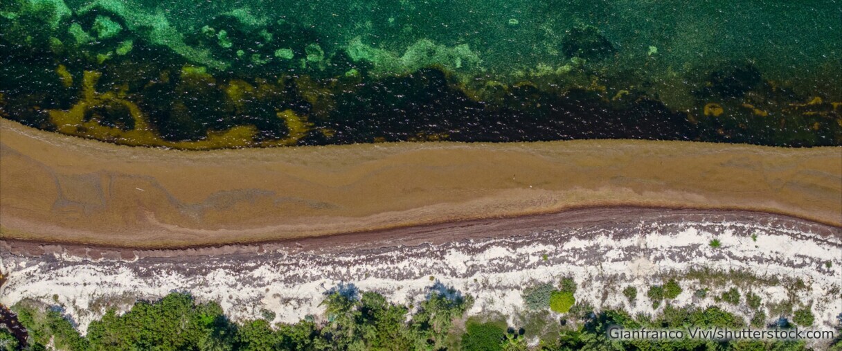 Sargassum-Algen treiben im Meer und gelten als möglicher Ansatz zur CO₂-Entnahme – Fachleute sehen Chancen und Risiken.