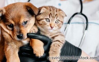 Tierärztin untersucht einen Hund – eine Tierkrankenversicherung schützt Halter vor hohen Behandlungskosten.