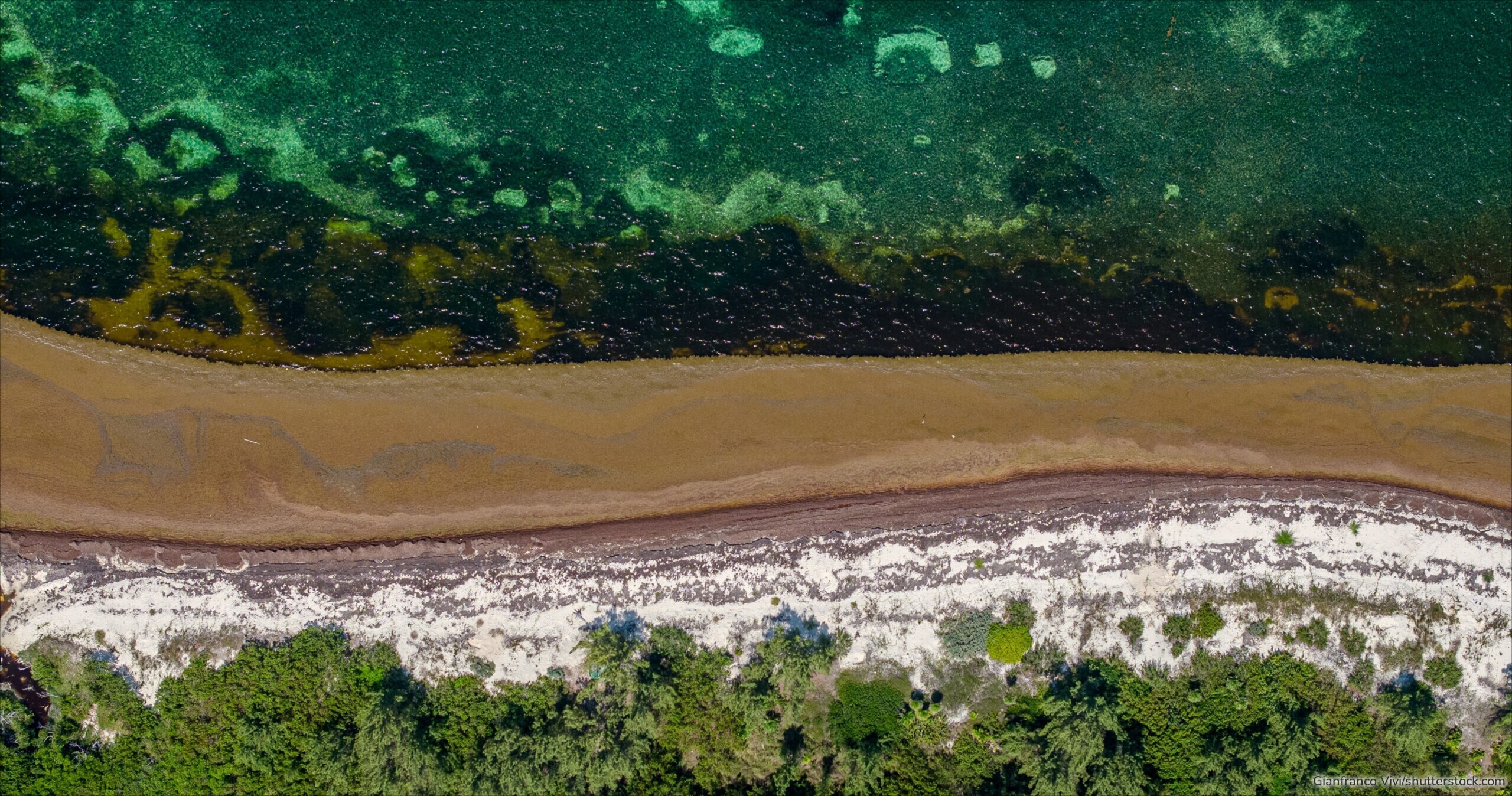Sargassum-Algen treiben im Meer und gelten als möglicher Ansatz zur CO₂-Entnahme – Fachleute sehen Chancen und Risiken.