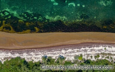 Sargassum-Algen treiben im Meer und gelten als möglicher Ansatz zur CO₂-Entnahme – Fachleute sehen Chancen und Risiken.