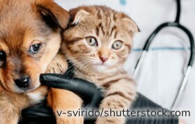 Tierärztin untersucht einen Hund – eine Tierkrankenversicherung schützt Halter vor hohen Behandlungskosten.