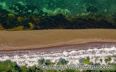 Sargassum-Algen treiben im Meer und gelten als möglicher Ansatz zur CO₂-Entnahme – Fachleute sehen Chancen und Risiken.