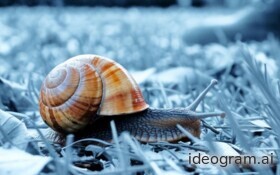 Weinbergschnecken darf man nicht töten. Sonst droht ein Bußgeld. Zudem sind diese Tiere nützlich.